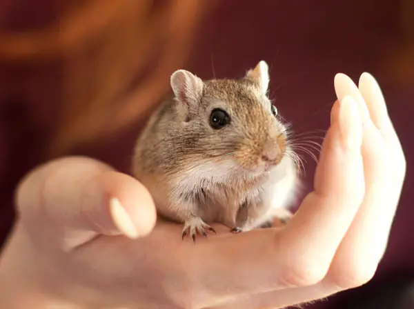 Best Practices for Petting a Gerbil