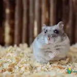 Can An Eye Infection Kill A Hamster