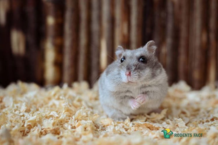 can-an-eye-infection-kill-a-hamster-causes-symptoms-treatment