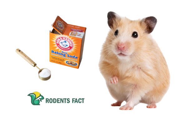 Can Baking Soda Kill a Hamster