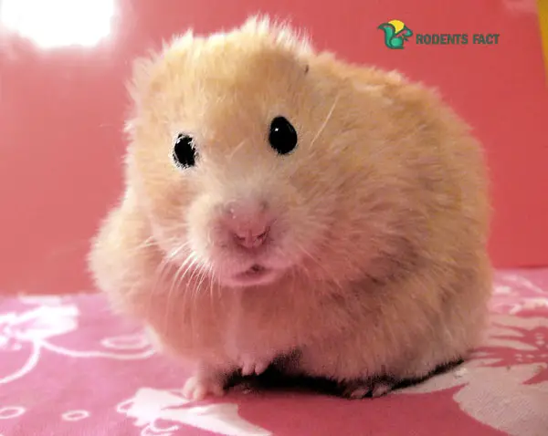 Can Hamsters Heal From Tumors
