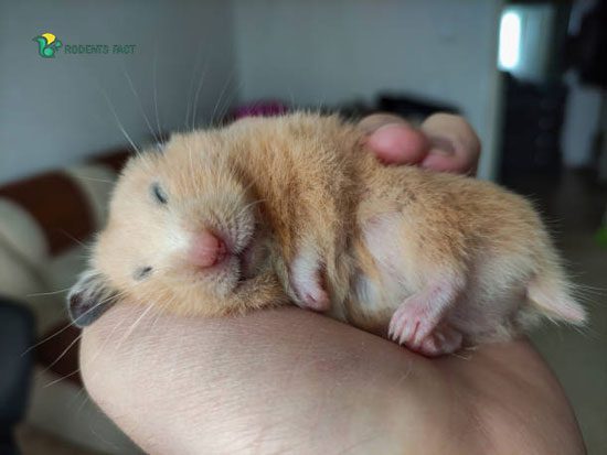 Can You Prevent Eye Infections in Hamsters