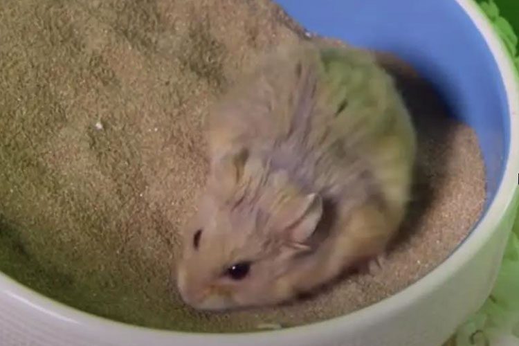 Can a Bath Kill a Hamster? Know the Facts