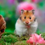 Can a UTI Kill a Hamster