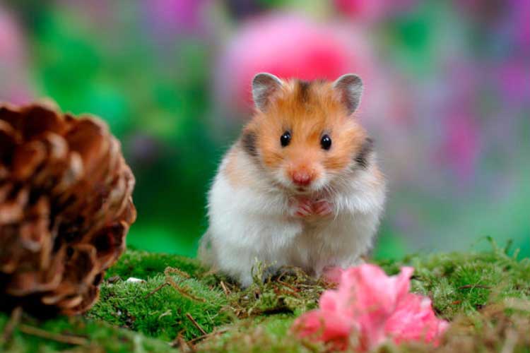 Can a UTI Kill a Hamster? Here’s What You Need To Know