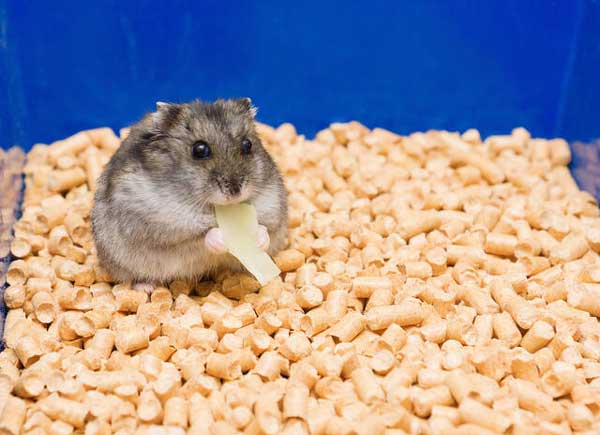 Can a UTI Kill a Hamster