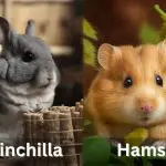 Chinchilla Vs Hamster