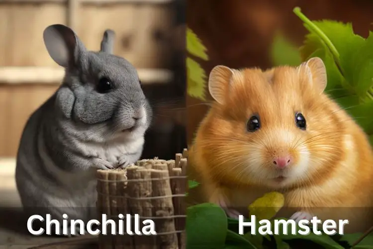 Chinchilla Vs Hamster: Which One To Choose As A Pet?