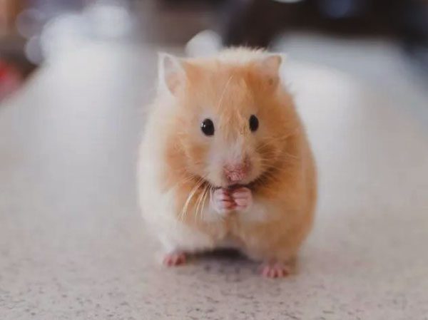 Chinese Hamster