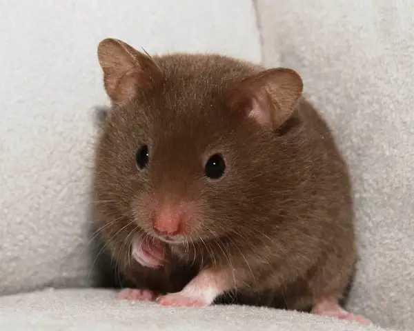 Chocolate Hamsters have a Unique Appearance