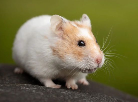 Common Reasons Why Your Hamster Running Around Like Crazy