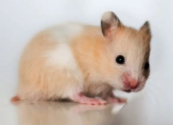Cream Hamsters are Quiet and Calm