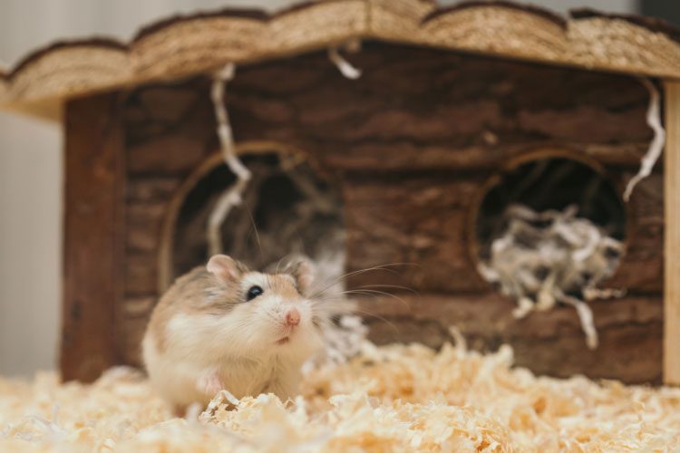 Do Hamsters Eat Their Bedding? How to Make It Stop?