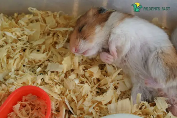 Do Hamsters Shiver During Hibernation