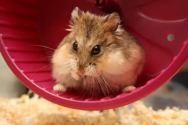 Dwarf Roborovski Hamster