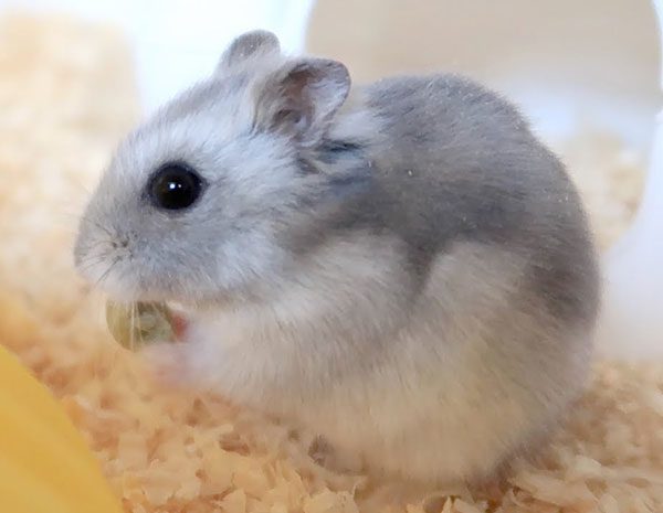 Dwarf Winter White Russian Hamster