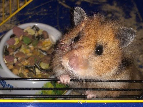 External Reasons for Hamster Bleeding Before Death