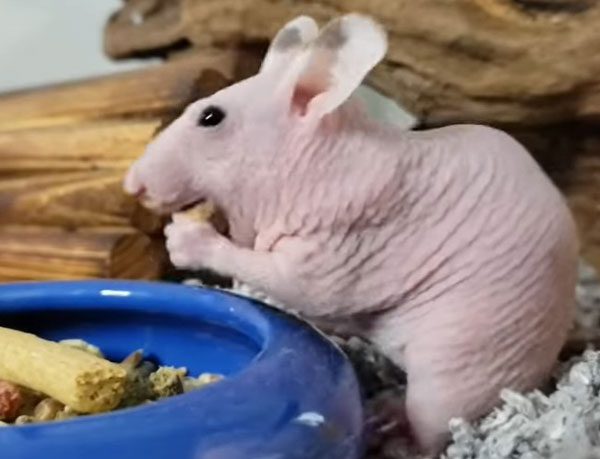 Hairless Hamster