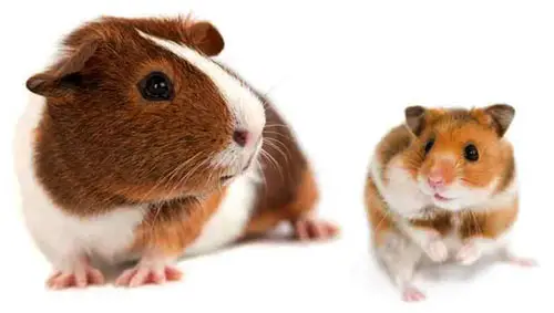 Guinea Pigs And Hamsters