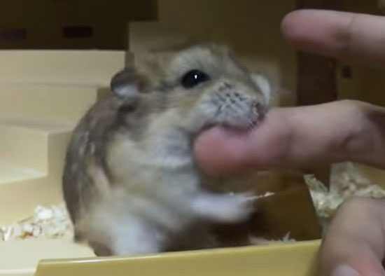  Hamster Bites Hurt