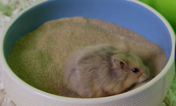 Hamster Dust Baths