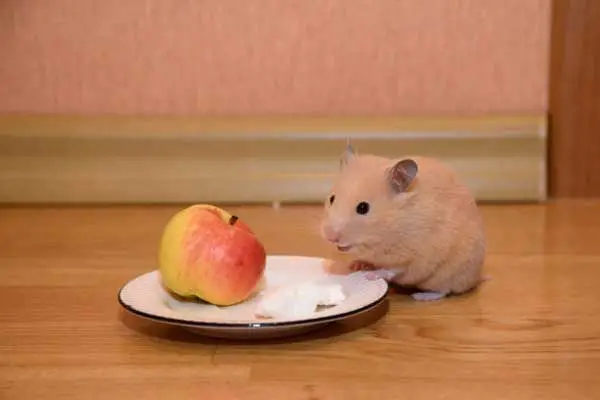 Hamster Eat Apple