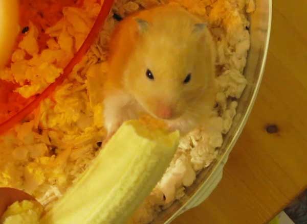 Hamster Eat Bananas