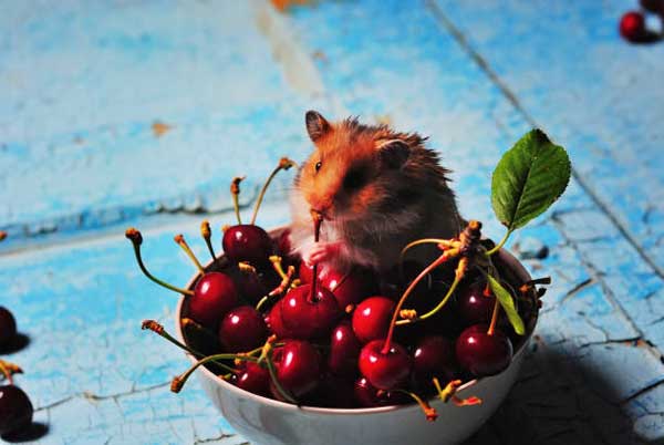 Hamster Eat Fruit