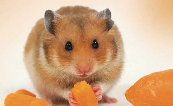 Hamster Eat Mango