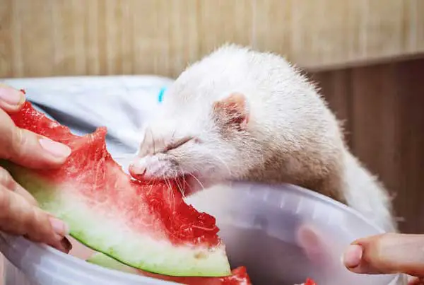 Hamster Eat Watermelons