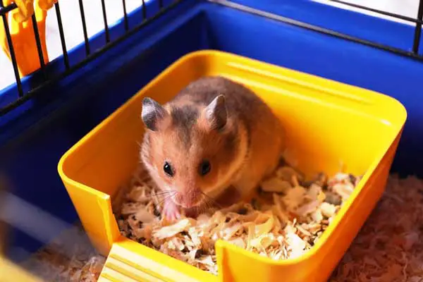 Hamster Larger Poop Size