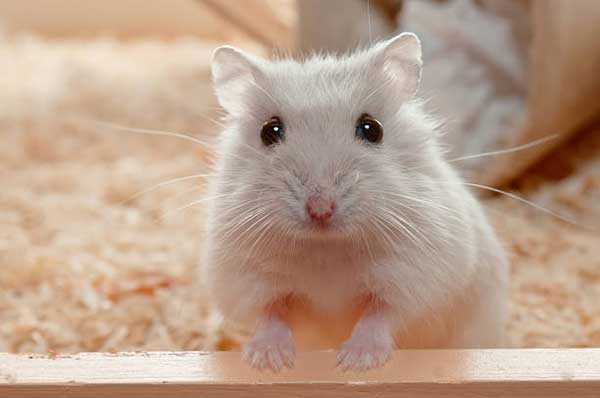 Hamster Poop Color is Light