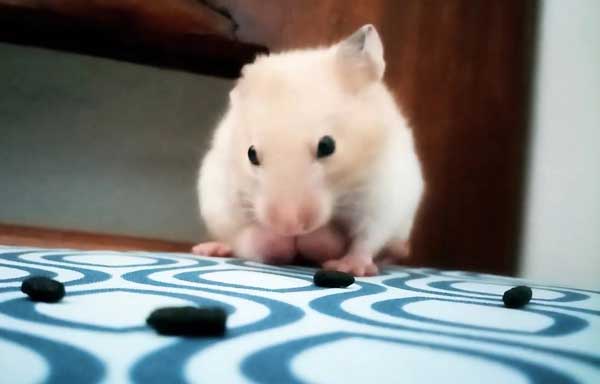 Hamster Poop