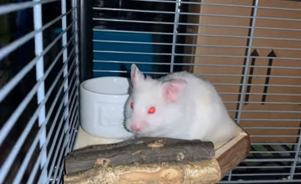 Hamster With Red Eyes Meaning