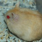 Hamster With Red Eyes Meaning