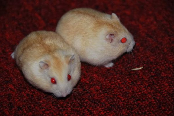 Hamster With Red Eyes Meaning