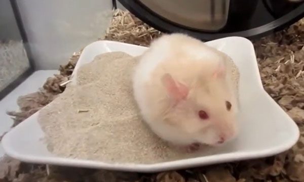 Hamsters With Red Eyes Bite