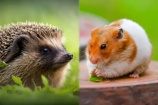 Hedgehog vs Hamster