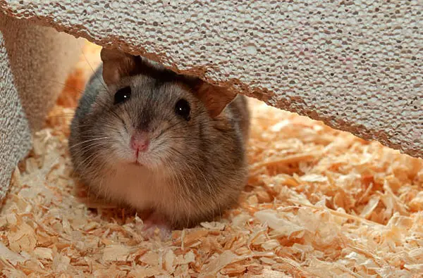 How Can You Treat A Hamster Infected With Mites