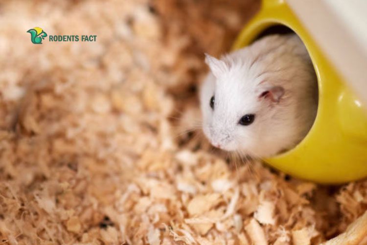 How Long Can A Hamster Live With A Tumor?