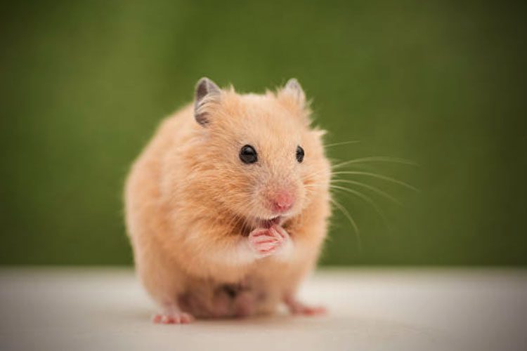 How Long Can Hamsters Go Without Water?