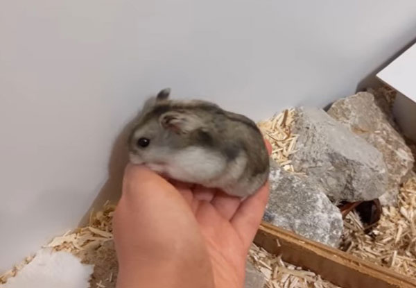 How Much Food Should A Hamster Eat