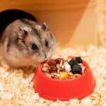 How Often to Clean Hamster Cage