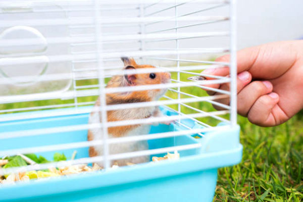 How To Clean A Hamster Cage