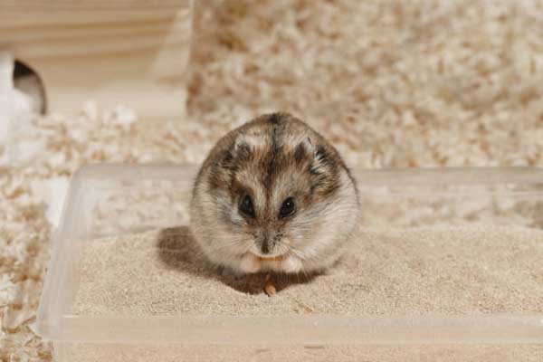 How To Prevent UTI In Hamsters