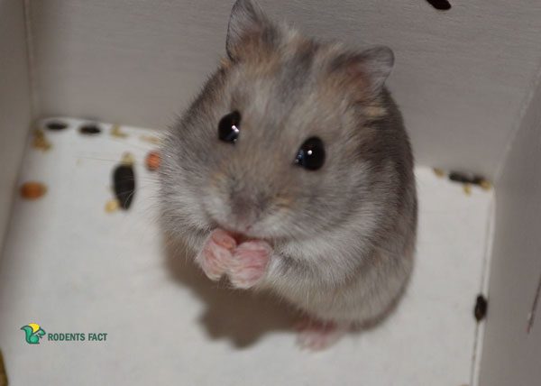 How To Tell If Your Hamster Has Eye Infection