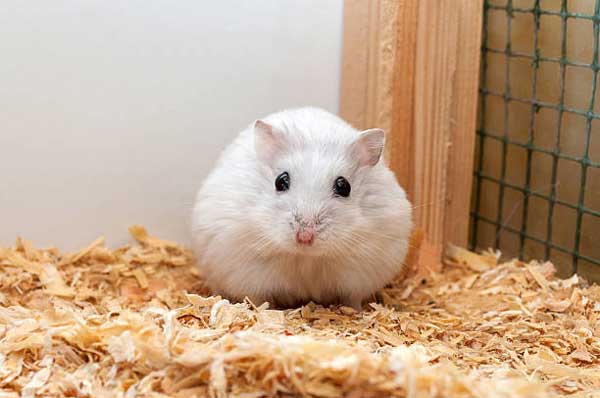 How To Treat UTI In Hamsters