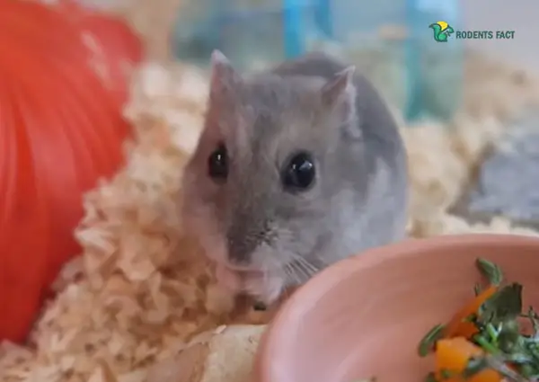How to Feed A Hamster