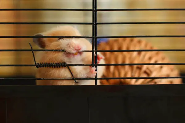How to Keep Your Hamster from Escaping