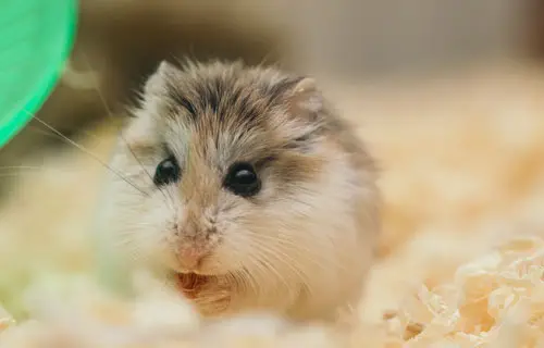How to Treat A Hamster that Has Ingested or Inhaled Baking Soda